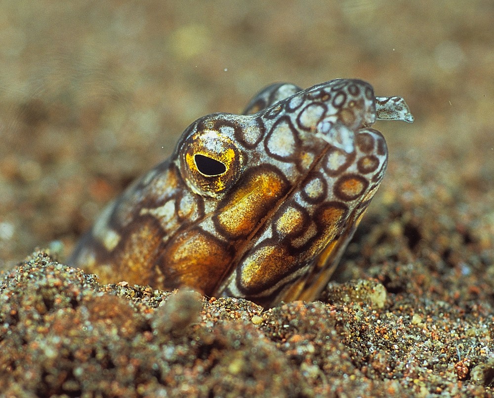 Ophichthus bonaparti (Anguilla serpente napoleone)